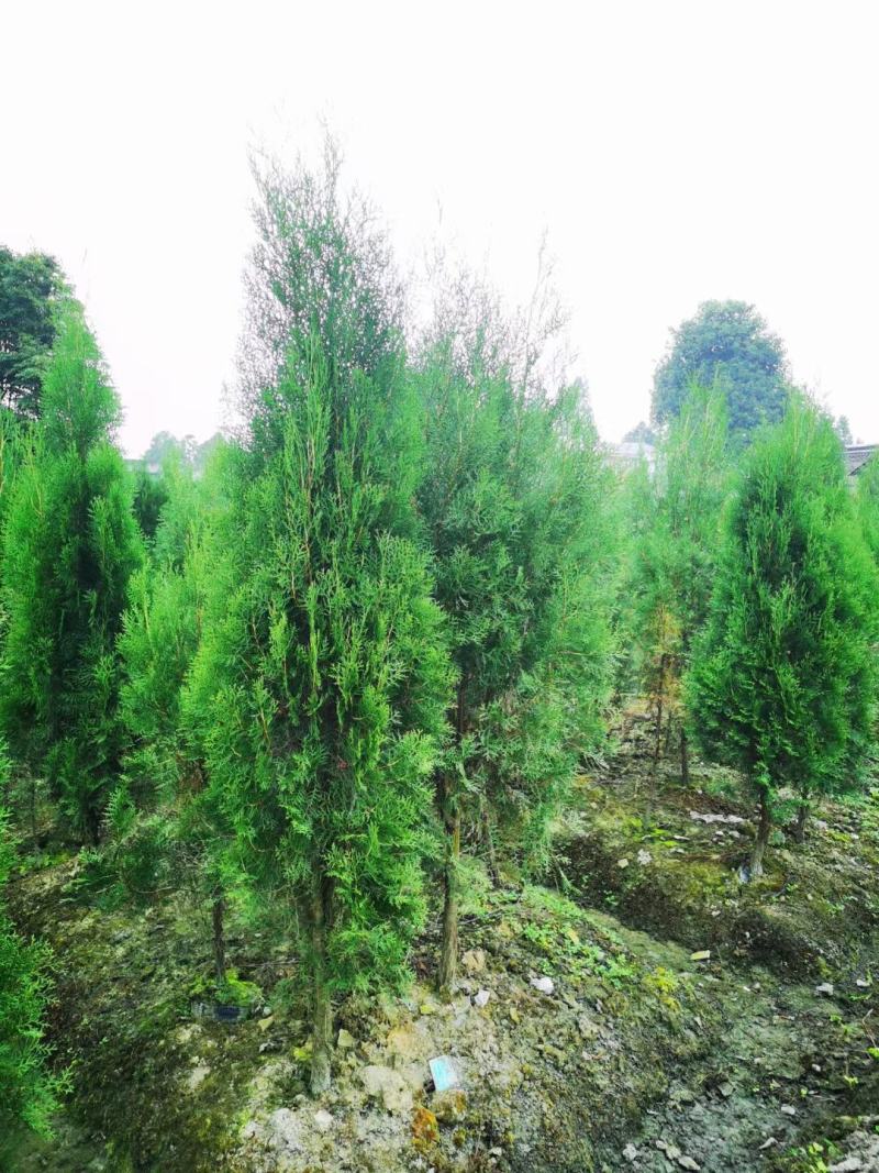 侧柏自家基地直销各规格齐全量大从优欢迎选购