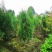 侧柏自家基地直销各规格齐全量大从优欢迎选购