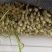 平度毛韭菜，高背韭菜，产地直销，质量优，欢迎各位老板砸单