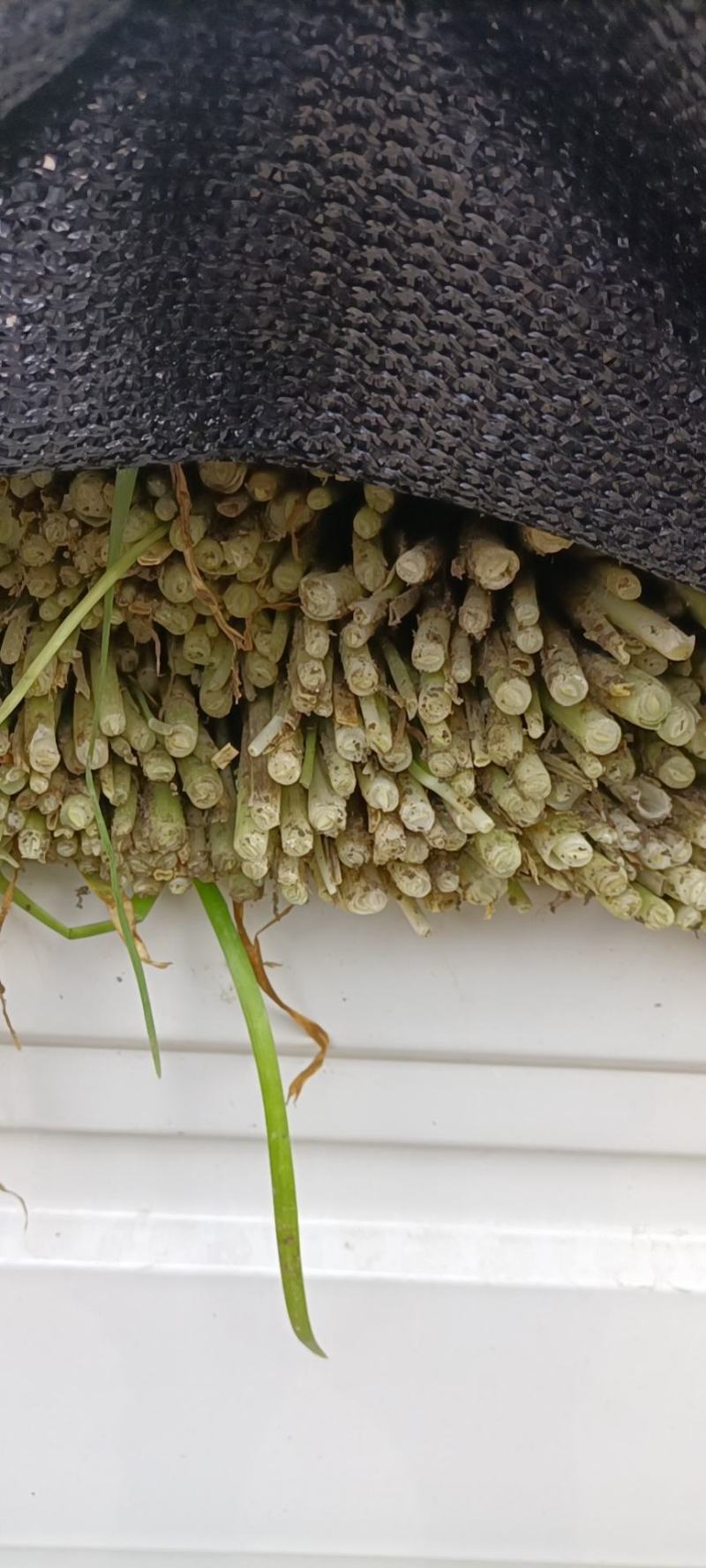 平度毛韭菜，高背韭菜，产地直销，质量优，欢迎各位老板砸单