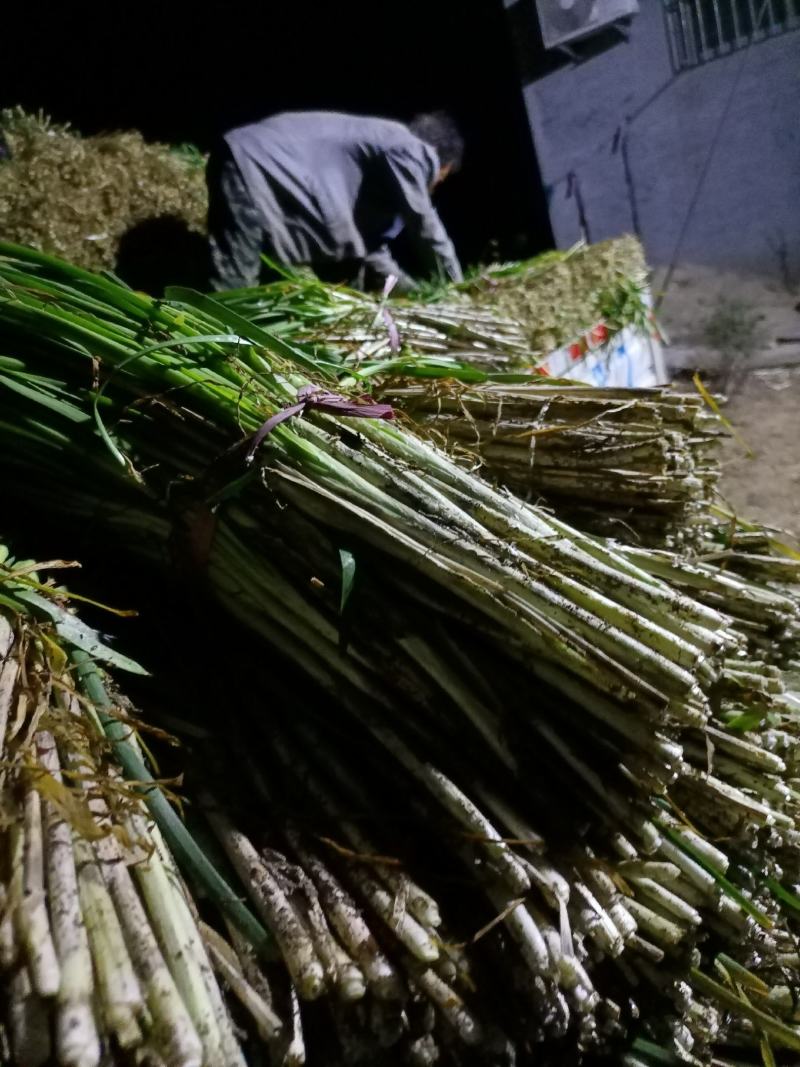 平度毛韭菜，高背韭菜，产地直销，质量优，欢迎各位老板砸单