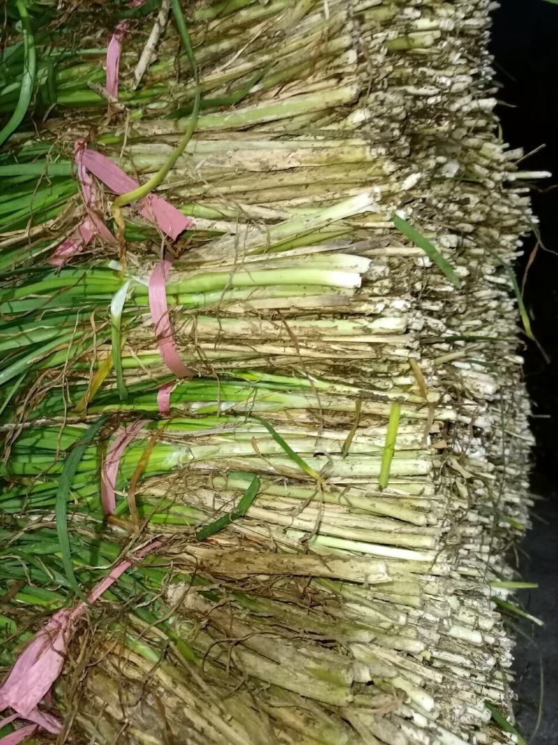 平度毛韭菜，高背韭菜，产地直销，质量优，欢迎各位老板砸单