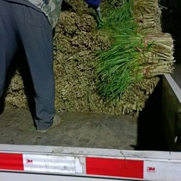平度毛韭菜，高背韭菜，产地直销，质量优，欢迎各位老板砸单