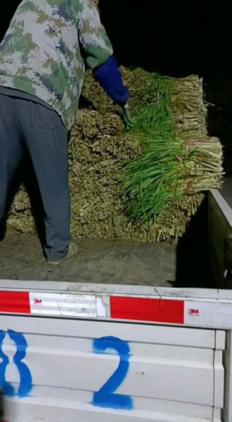 平度毛韭菜，高背韭菜，产地直销，质量优，欢迎各位老板砸单