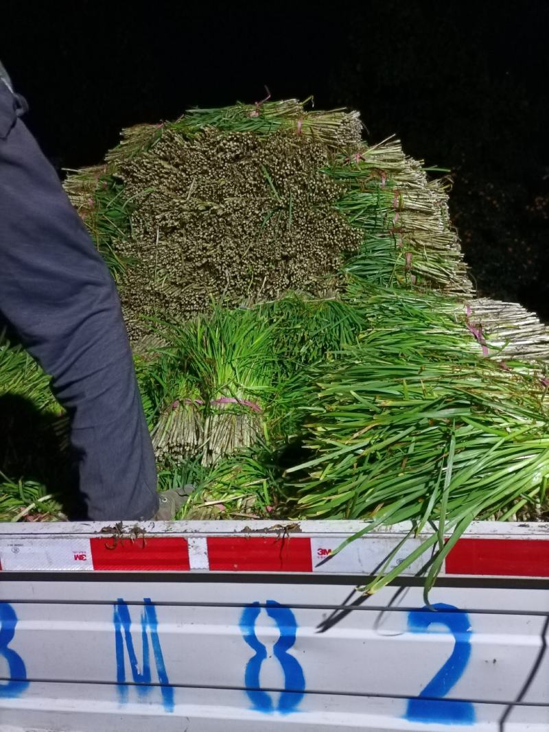 平度毛韭菜，高背韭菜，产地直销，质量优，欢迎各位老板砸单