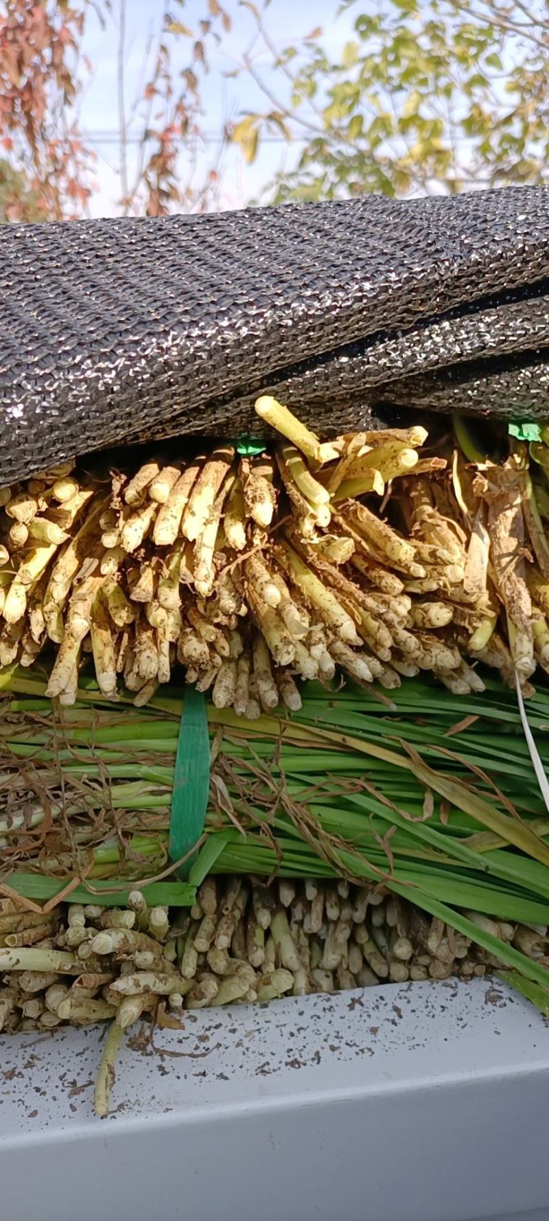 平度毛韭菜，高背韭菜，产地直销，质量优，欢迎各位老板砸单