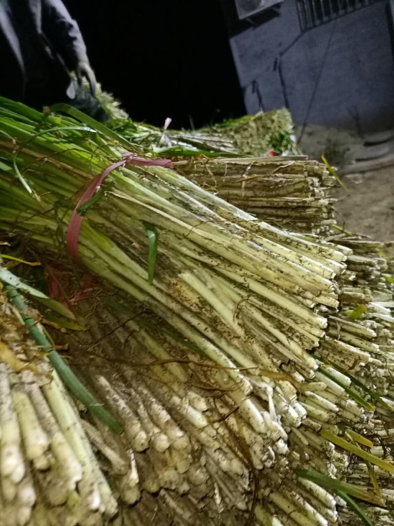 平度毛韭菜，高背韭菜，产地直销，质量优，欢迎各位老板砸单