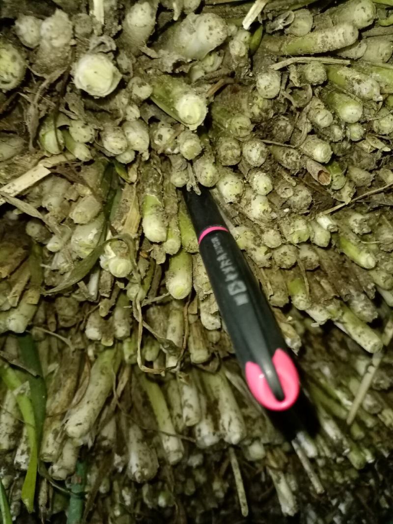 平度毛韭菜，高背韭菜，产地直销，质量优，欢迎各位老板砸单