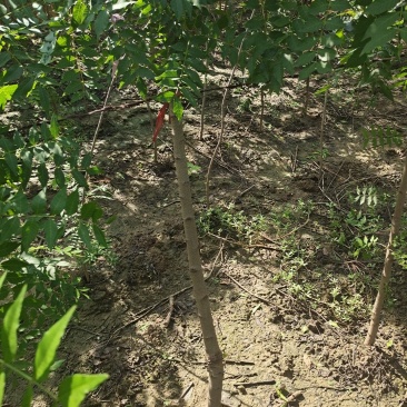 河南省周口市太康县万亩广友种植专业合作社