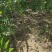 河南省周口市太康县万亩广友种植专业合作社