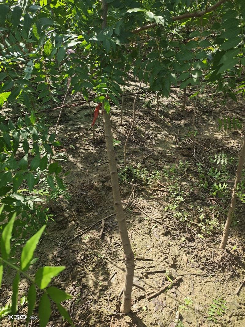河南省周口市太康县万亩广友种植专业合作社