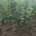河南省周口市太康县万亩广友种植专业合作社