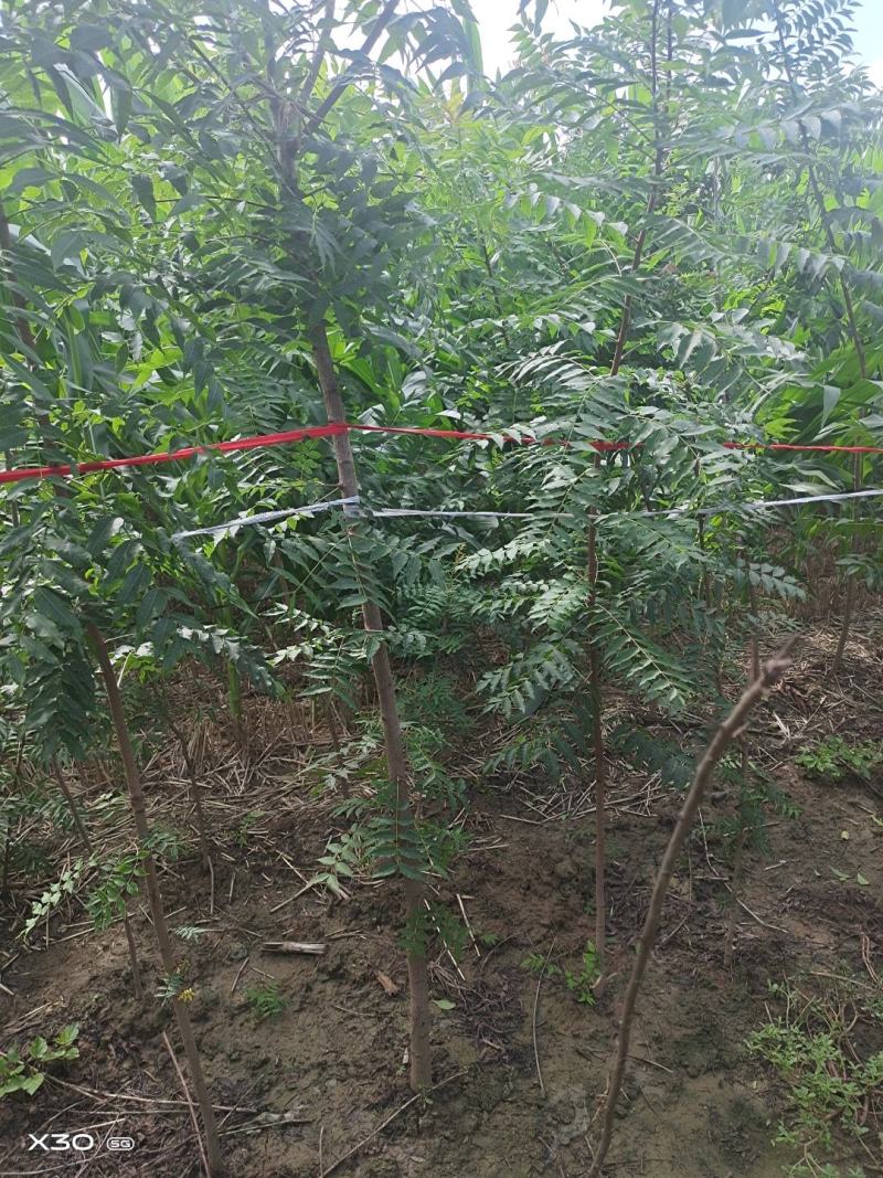 河南省周口市太康县万亩广友种植专业合作社