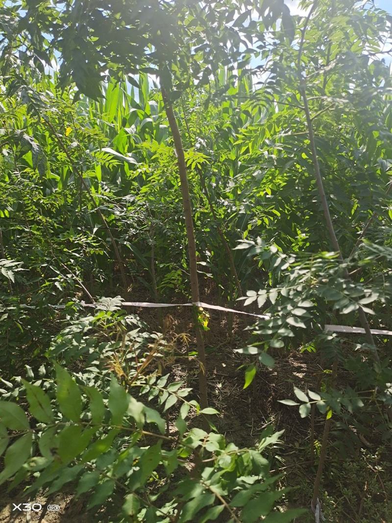 河南省周口市太康县万亩广友种植专业合作社