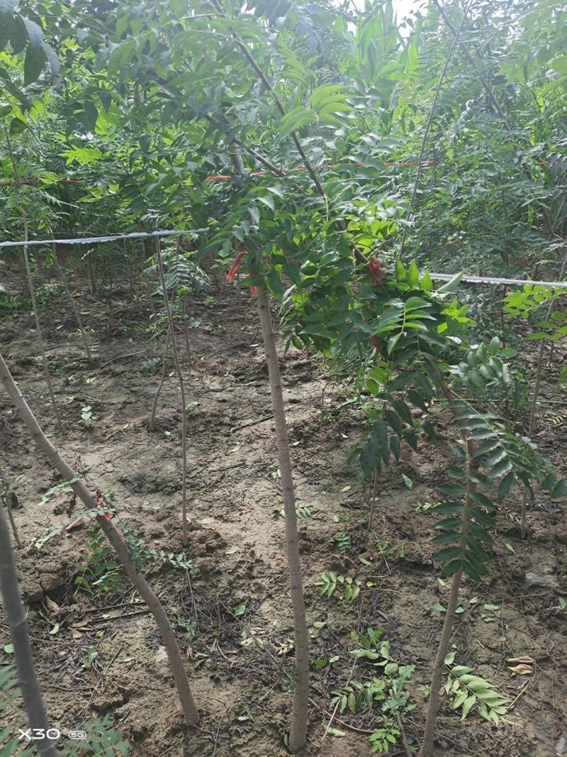河南省周口市太康县万亩广友种植专业合作社