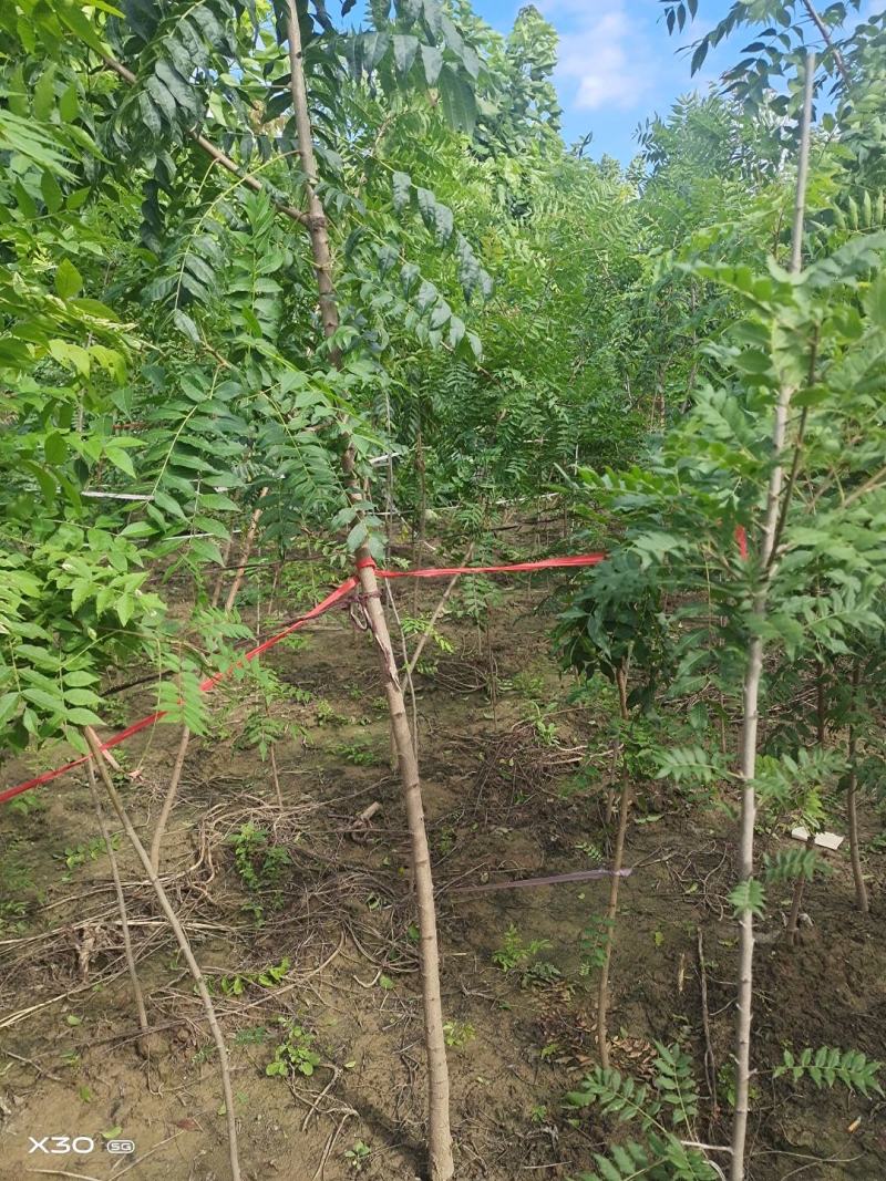 河南省周口市太康县万亩广友种植专业合作社