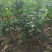 河南省周口市太康县万亩广友种植专业合作社