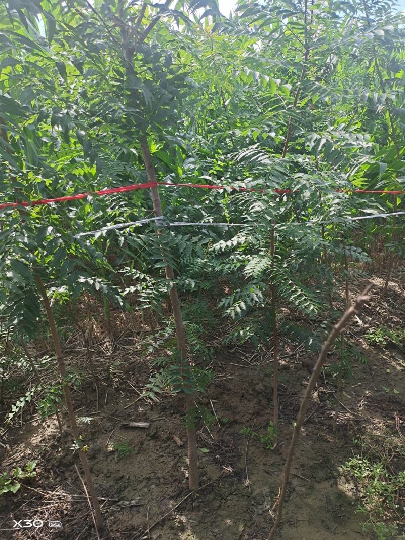 河南省周口市太康县万亩广友种植专业合作社