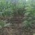 河南省周口市太康县万亩广友种植专业合作社