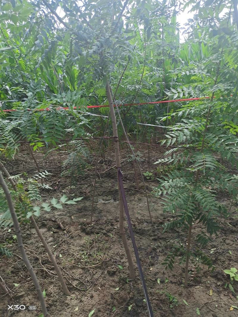 河南省周口市太康县万亩广友种植专业合作社