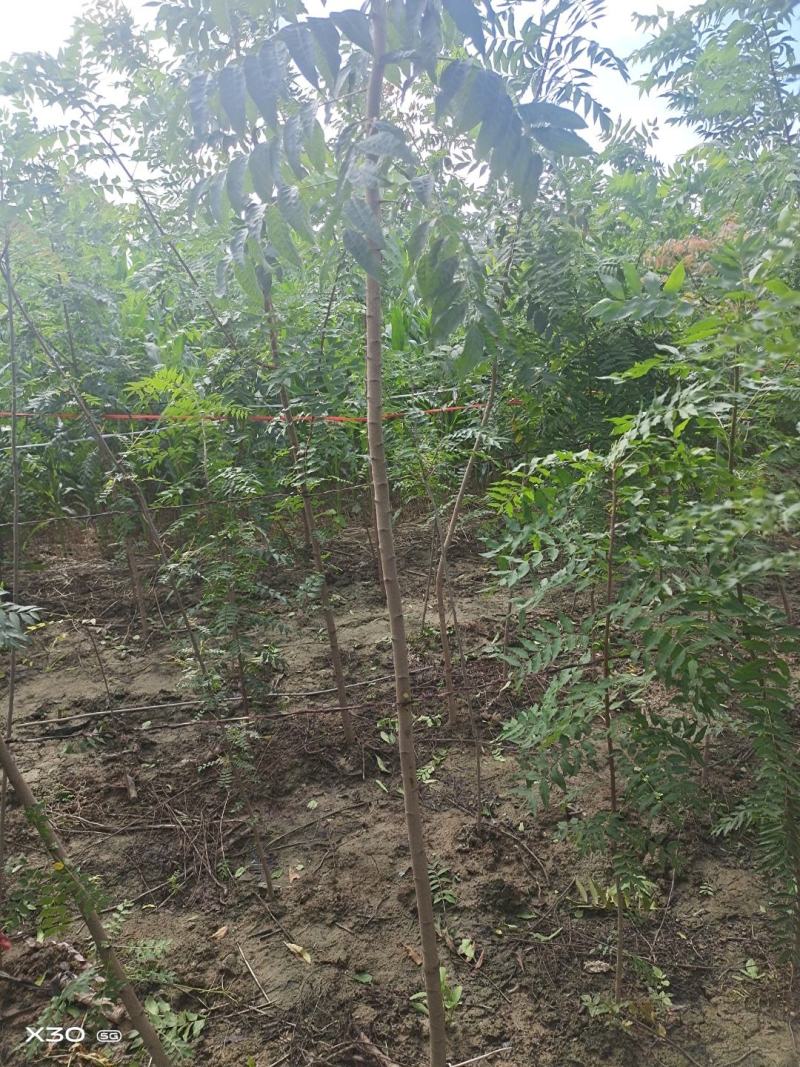 河南省周口市太康县万亩广友种植专业合作社
