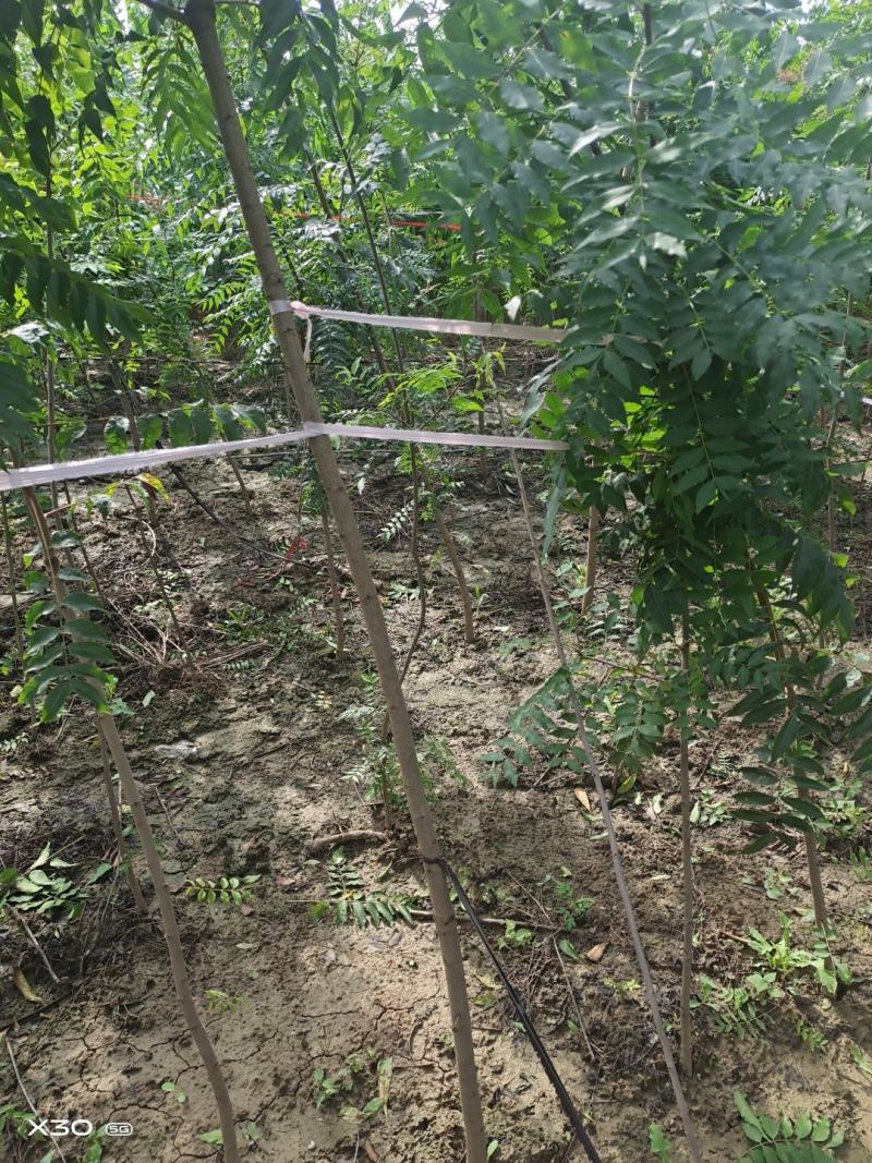 河南省周口市太康县万亩广友种植专业合作社