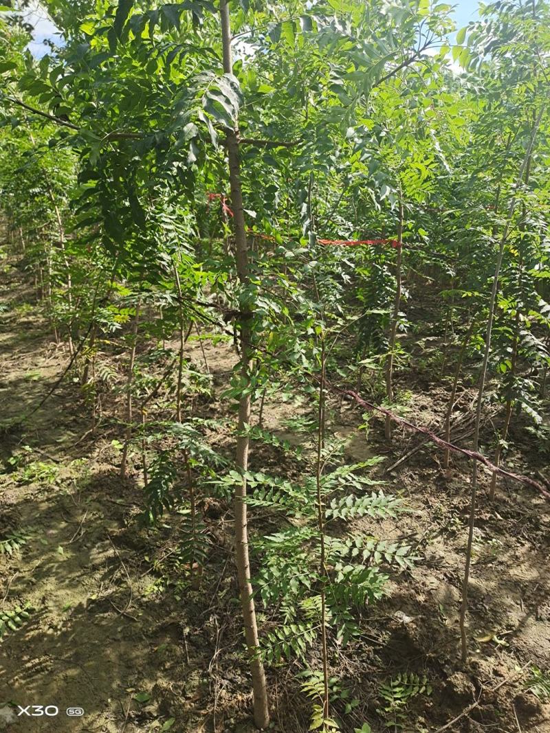 河南省周口市太康县万亩广友种植专业合作社
