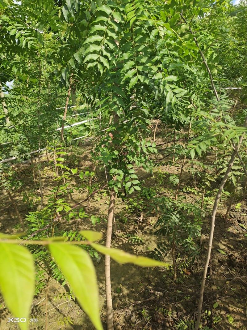 河南省周口市太康县万亩广友种植专业合作社