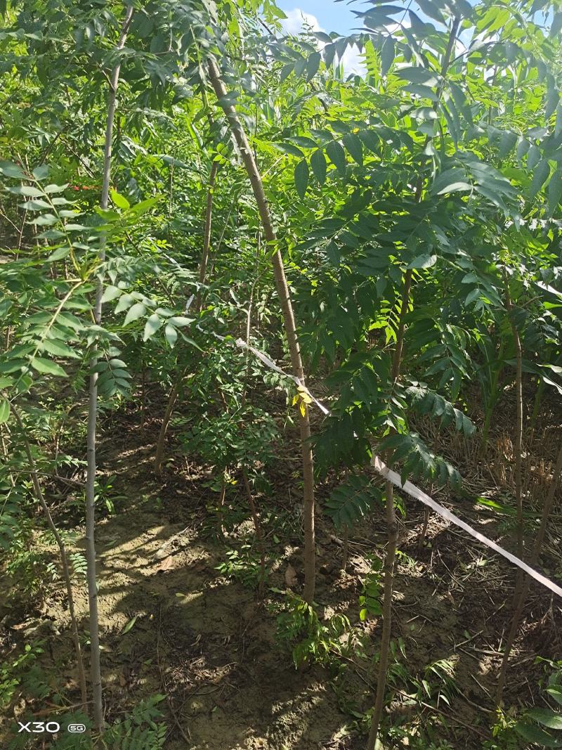 河南省周口市太康县万亩广友种植专业合作社