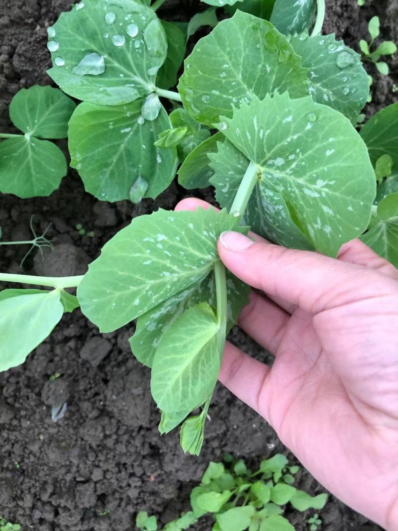 豌豆种子四季盆栽露天豌豆苗豆子多次采收叶大肉厚豌