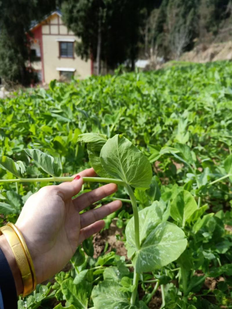 豌豆种子四季盆栽露天豌豆苗豆子多次采收叶大肉厚豌