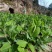 豌豆种子四季盆栽露天豌豆苗豆子多次采收叶大肉厚豌