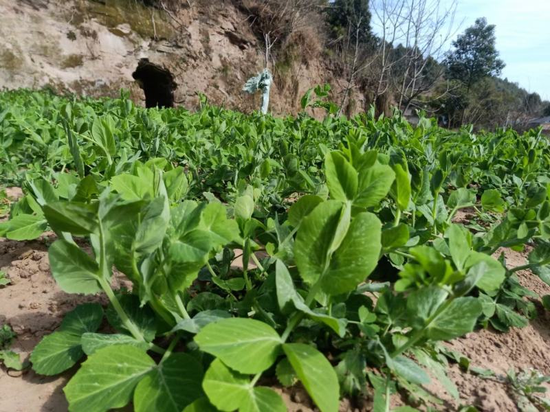 豌豆种子四季盆栽露天豌豆苗豆子多次采收叶大肉厚豌