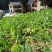 豌豆种子四季盆栽露天豌豆苗豆子多次采收叶大肉厚豌