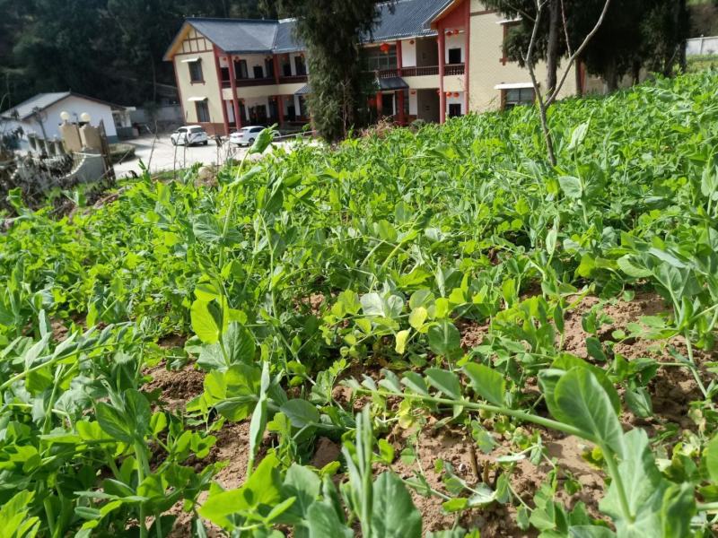 豌豆种子四季盆栽露天豌豆苗豆子多次采收叶大肉厚豌