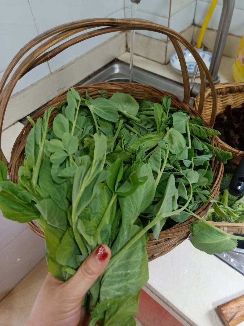 豌豆种子四季盆栽露天豌豆苗豆子多次采收叶大肉厚豌