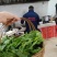 豌豆种子四季盆栽露天豌豆苗豆子多次采收叶大肉厚豌