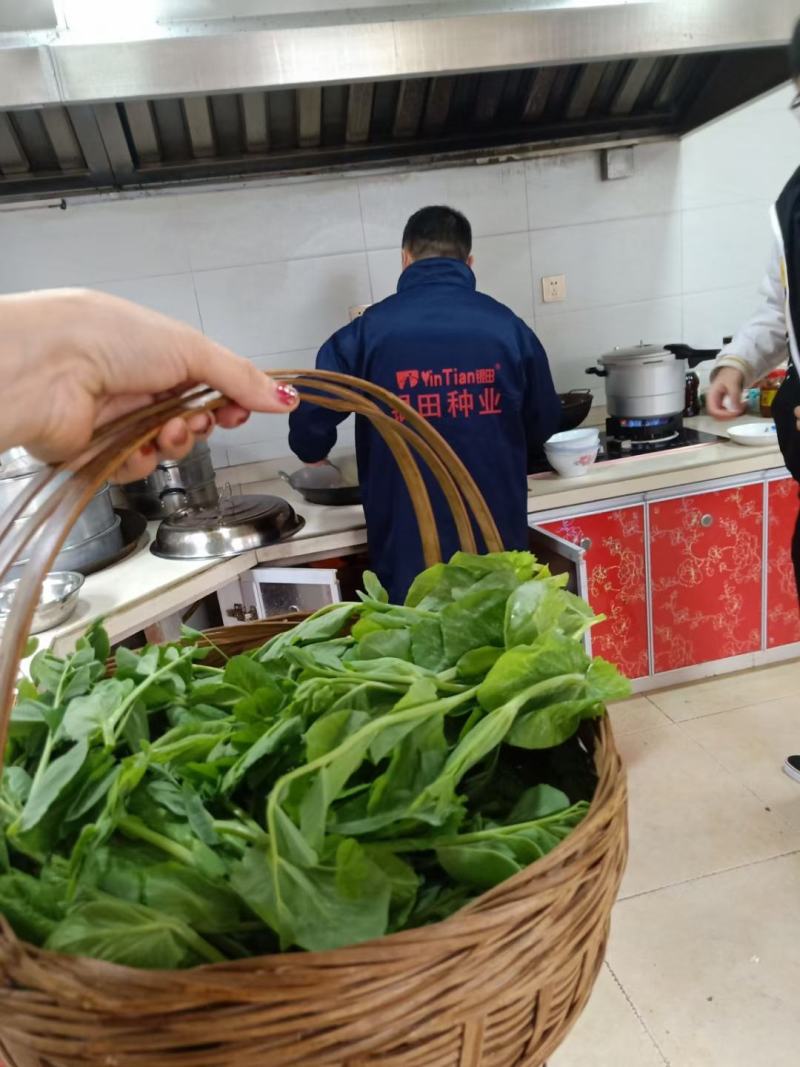 豌豆种子四季盆栽露天豌豆苗豆子多次采收叶大肉厚豌