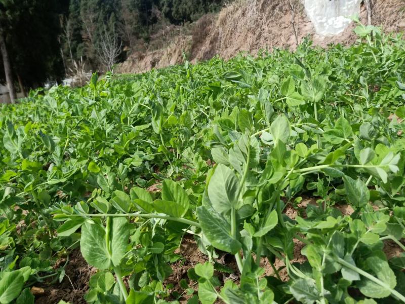豌豆种子四季盆栽露天豌豆苗豆子多次采收叶大肉厚豌