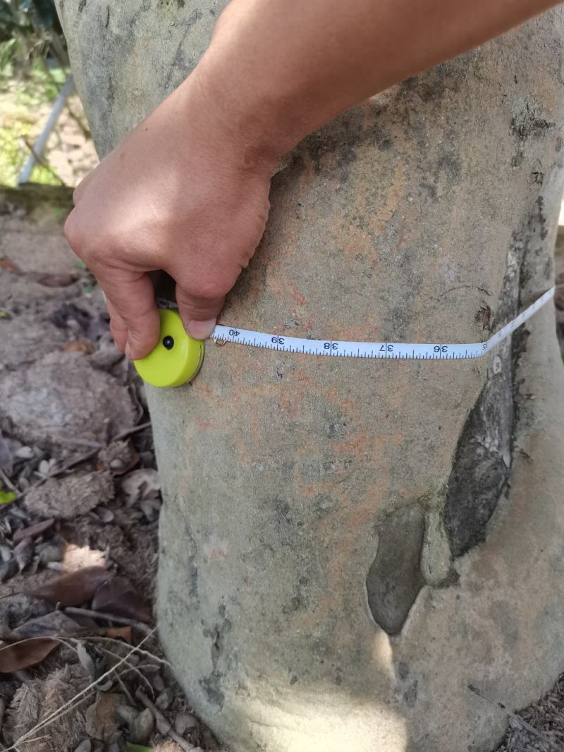 百年古茶花“富贵春”全省仅此一棵移植3-4次成活红瓣带芯
