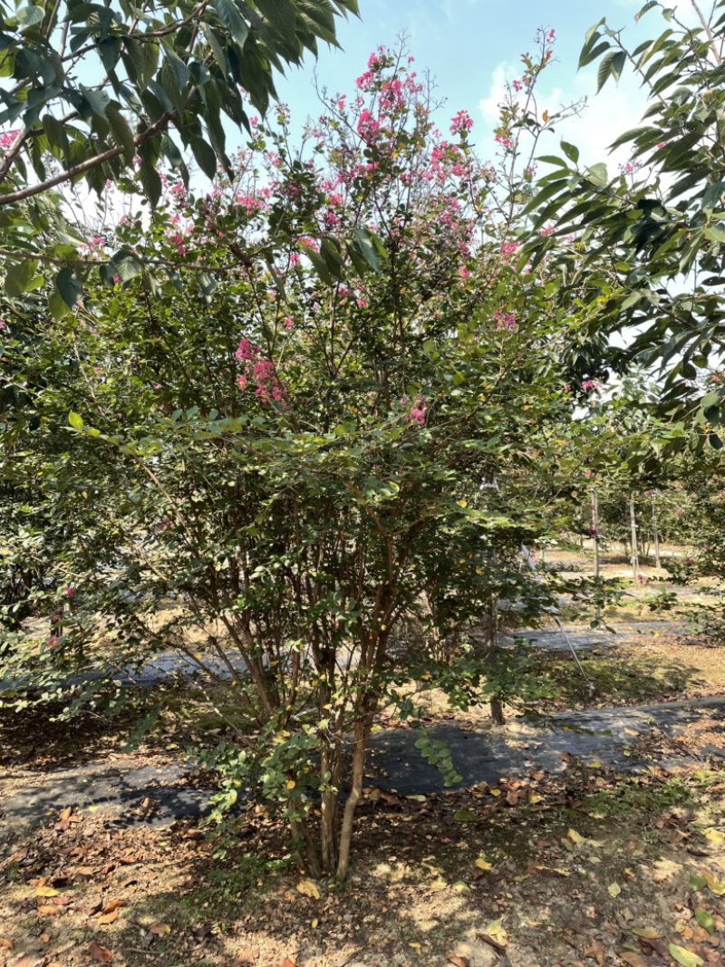 丛生紫薇，美国紫薇，花期长，花朵紧凑，花量繁多