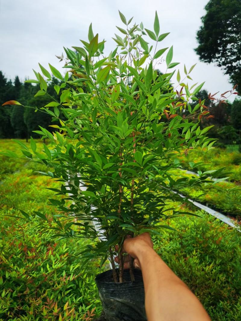 南天竹，量大从优欢，欢迎选购，保质保量，一手货源