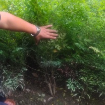 南天竹，量大从优欢，欢迎选购，保质保量，一手货源