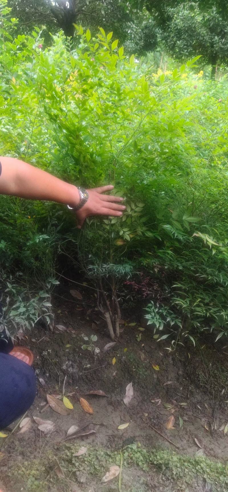 南天竹，量大从优欢，欢迎选购，保质保量，一手货源