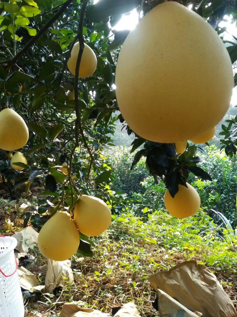 蜜柚