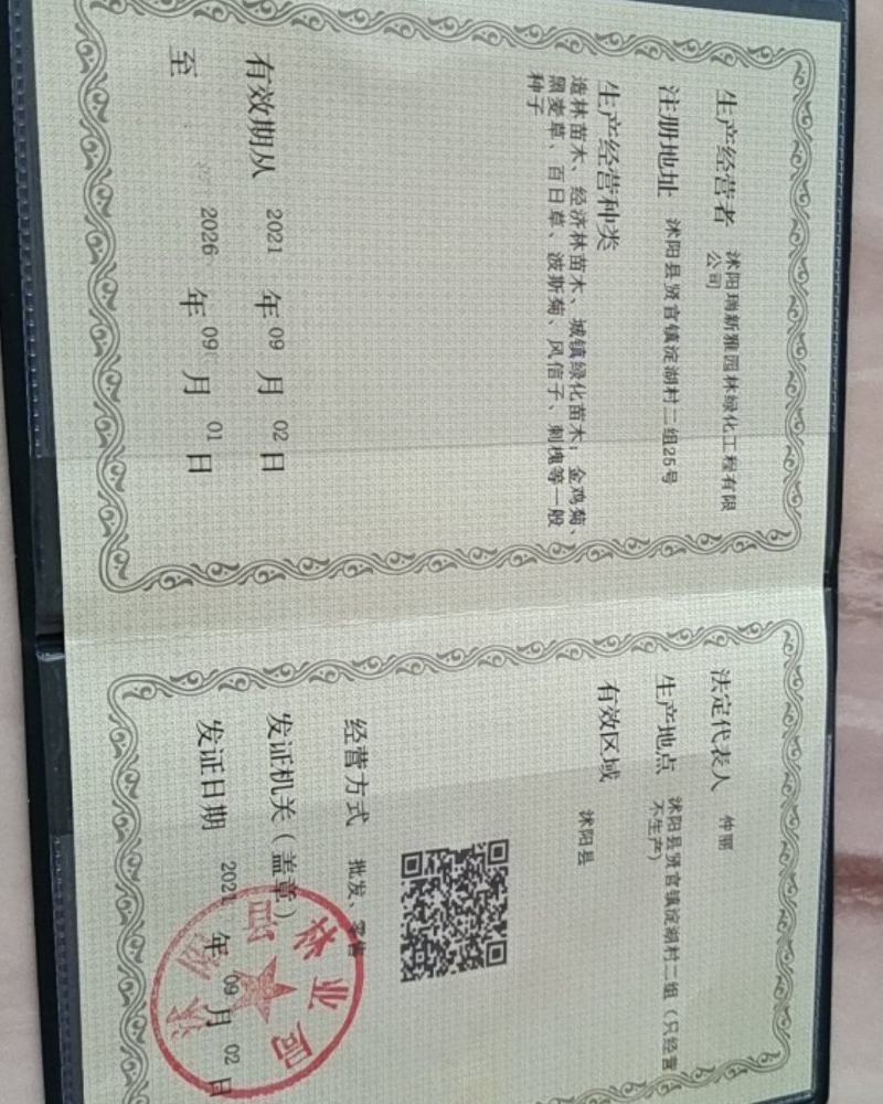向日葵,观赏向日葵、油葵，多头向日葵