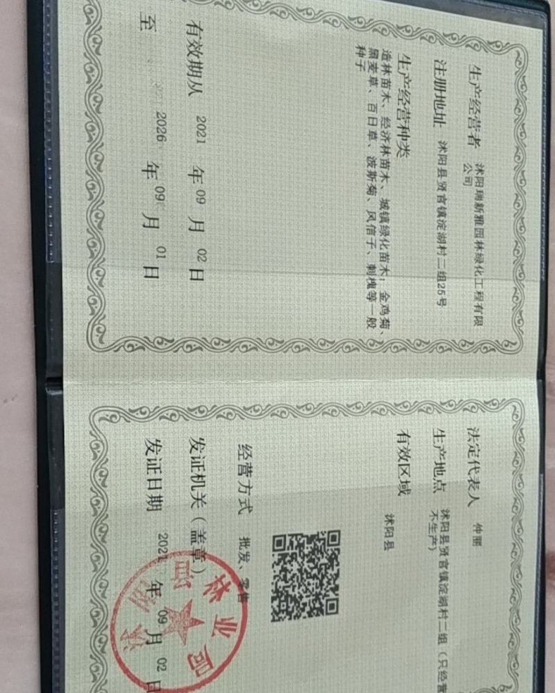 水仙花，全新种球，种球个大