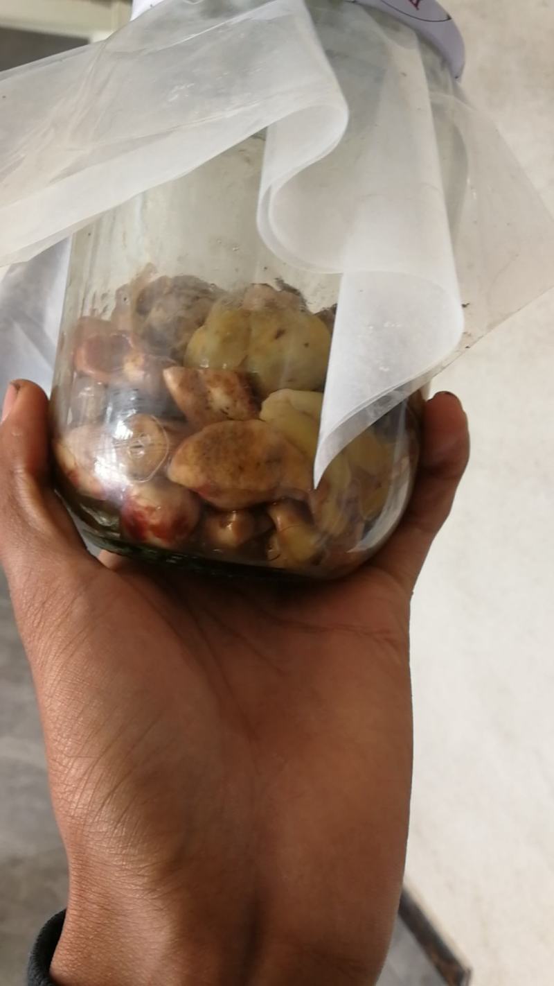 东北野生松蘑小蘑菇丁腌制成半成品可以用于咸菜