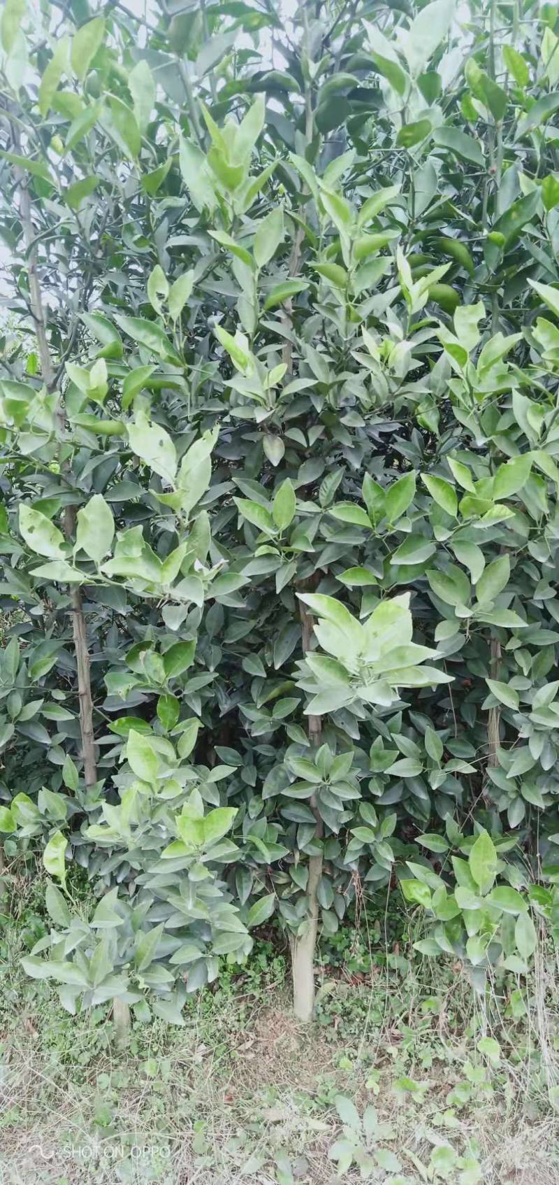 红橘苗红橘苗苗两公分