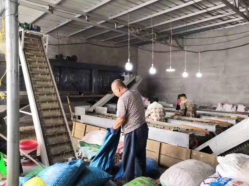 迁西板栗加工车间
